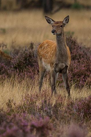 45 Hoge Veluwe, edelhert.jpg